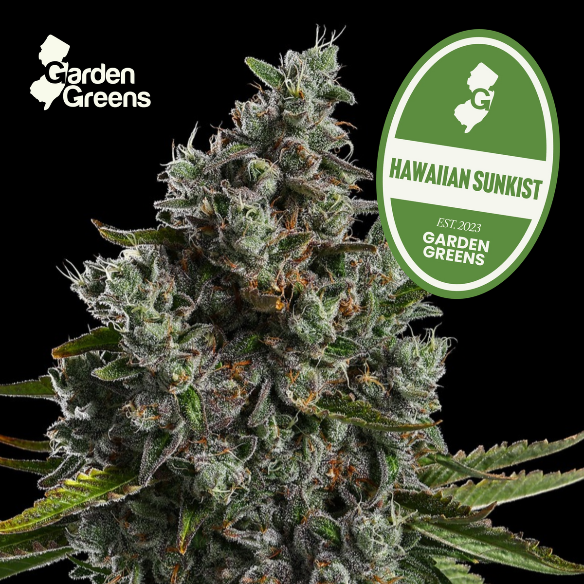 Hawaiian Sunkist flower with its Garden Greens strain badge