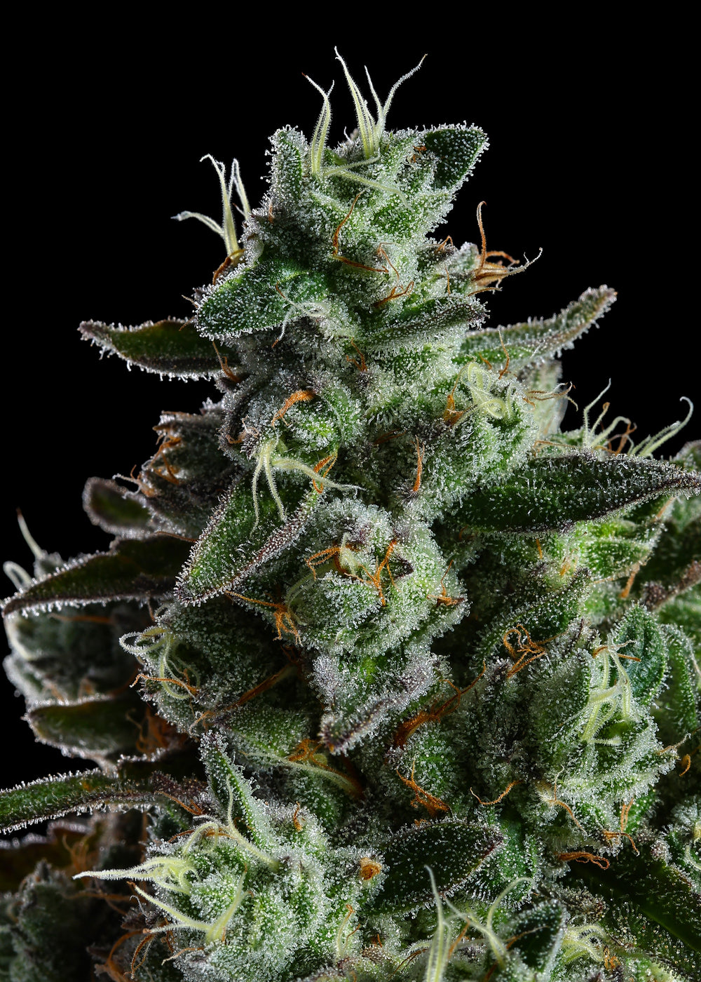 A frosty Garden Greens flower close up in the grow room