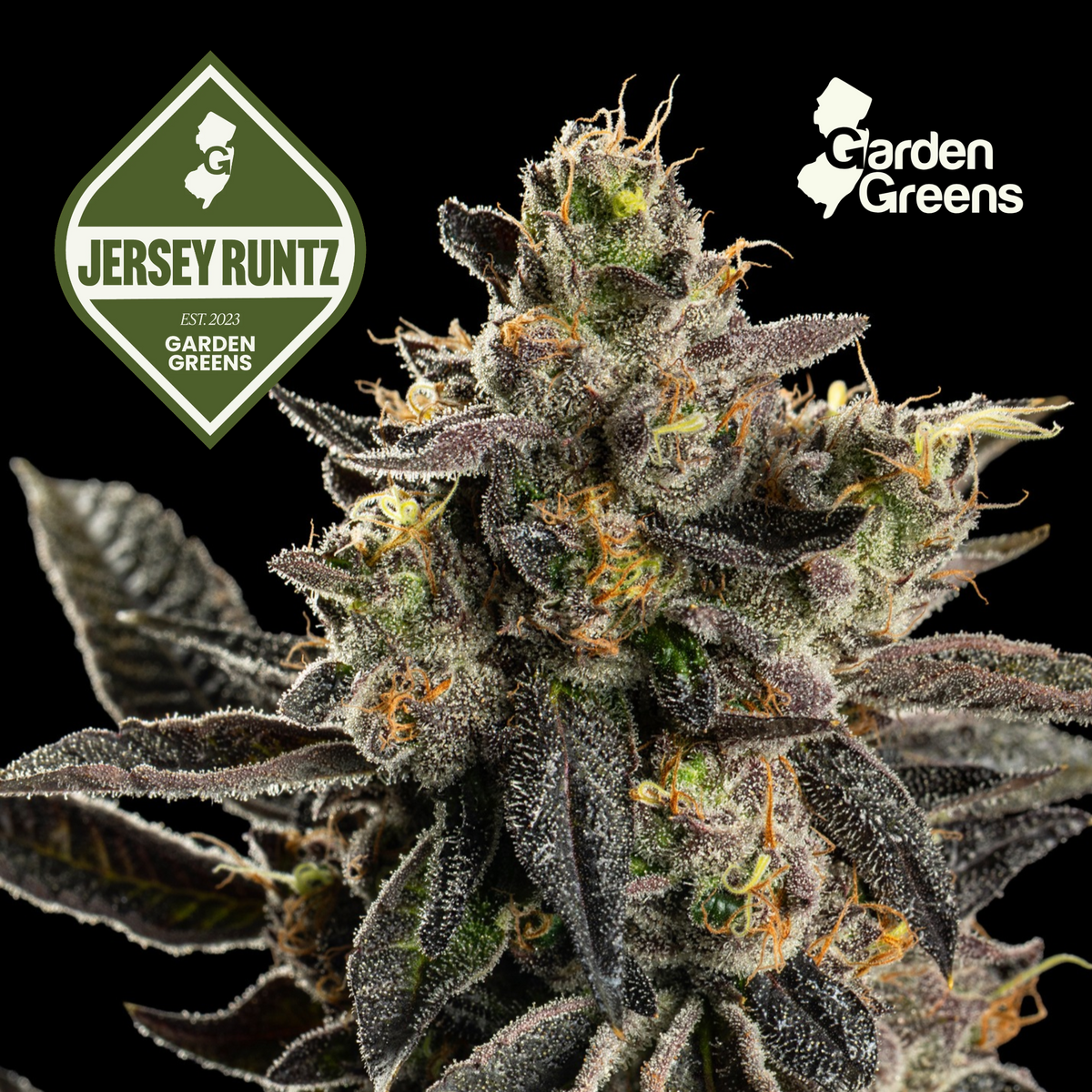 Jersey Runtz flower with its Garden Greens strain badge