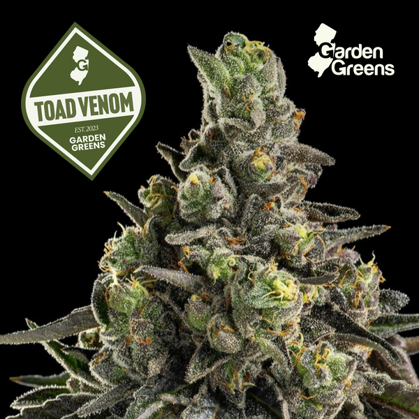 Toad Venom flower with its strain badge
