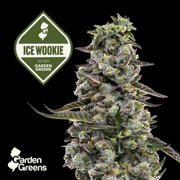 Ice Wookie flower with its strain badge