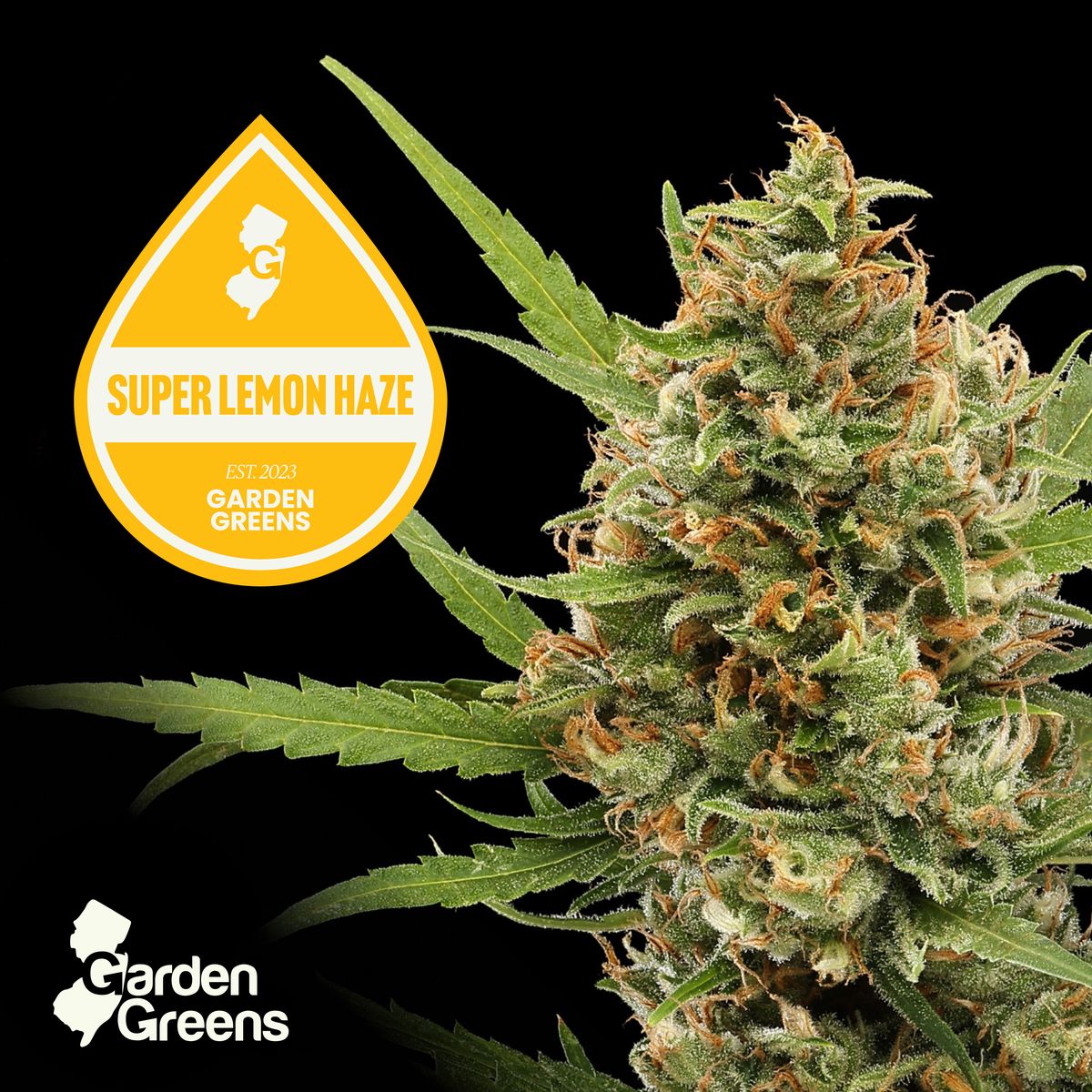 Super Lemon Haze flower with its Garden Greens strain badge