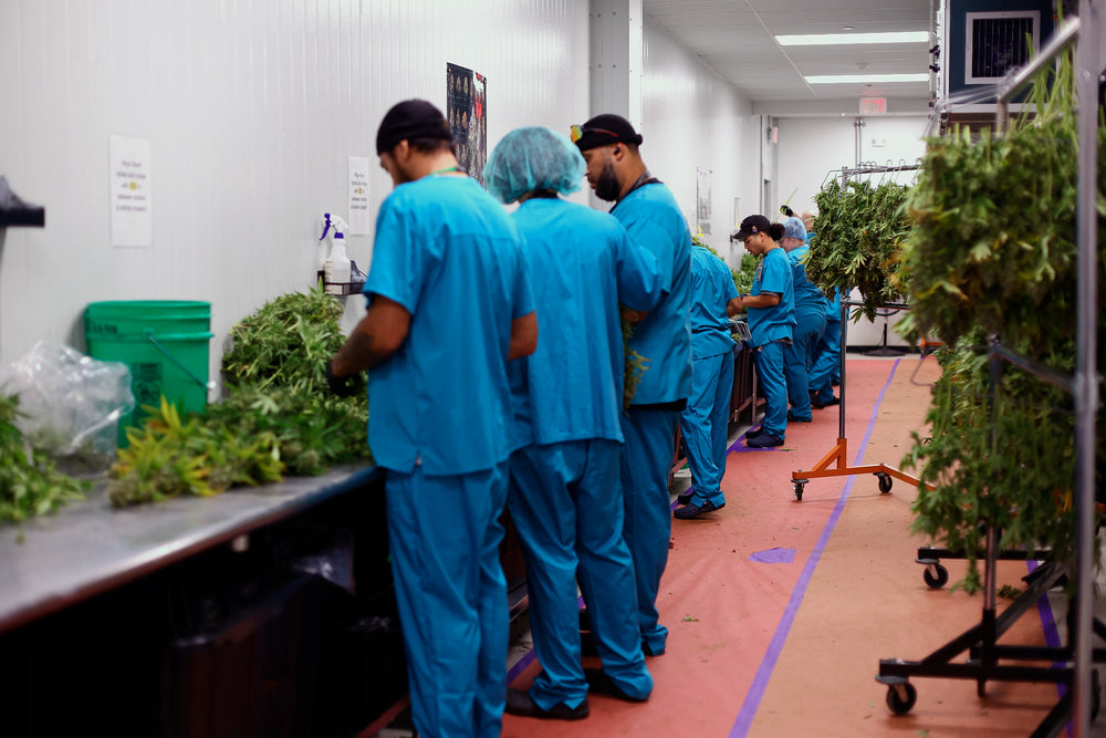 Growers hanging freshly harvested plants to dry