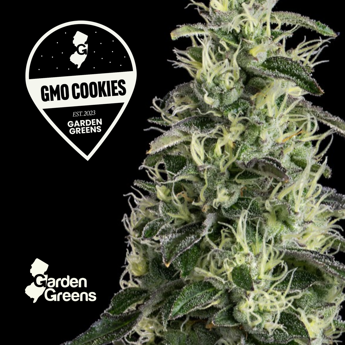 GMO Cookies flower with its Garden Greens strain badge