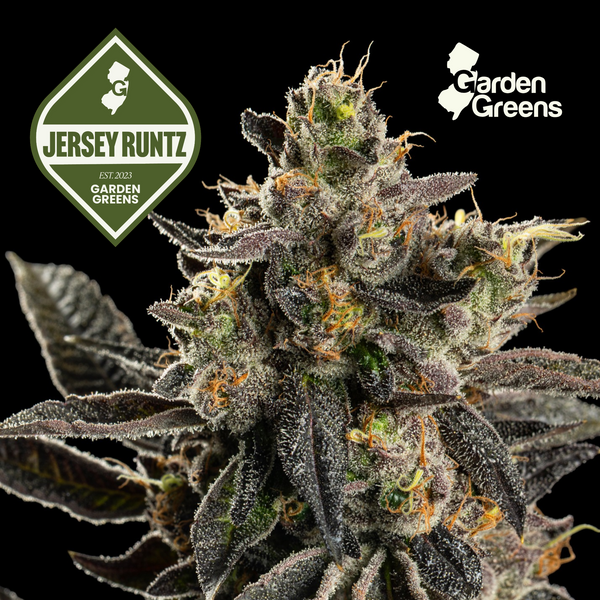 Jersey Runtz flower with its strain badge