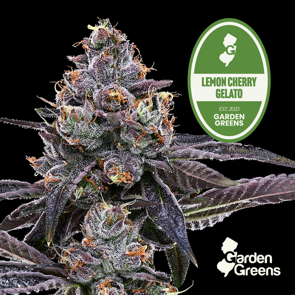 Lemon Cherry Gelato flower with its strain badge