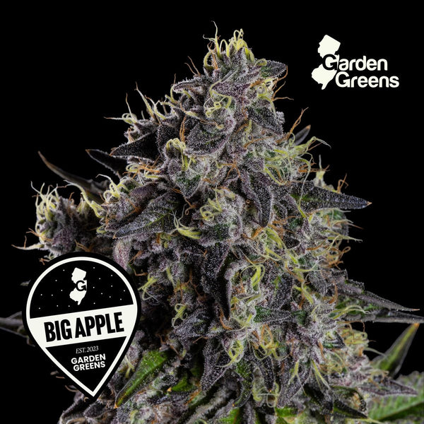 Big Apple flower with its strain badge