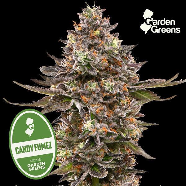 Candy Fumez flower with its strain badge