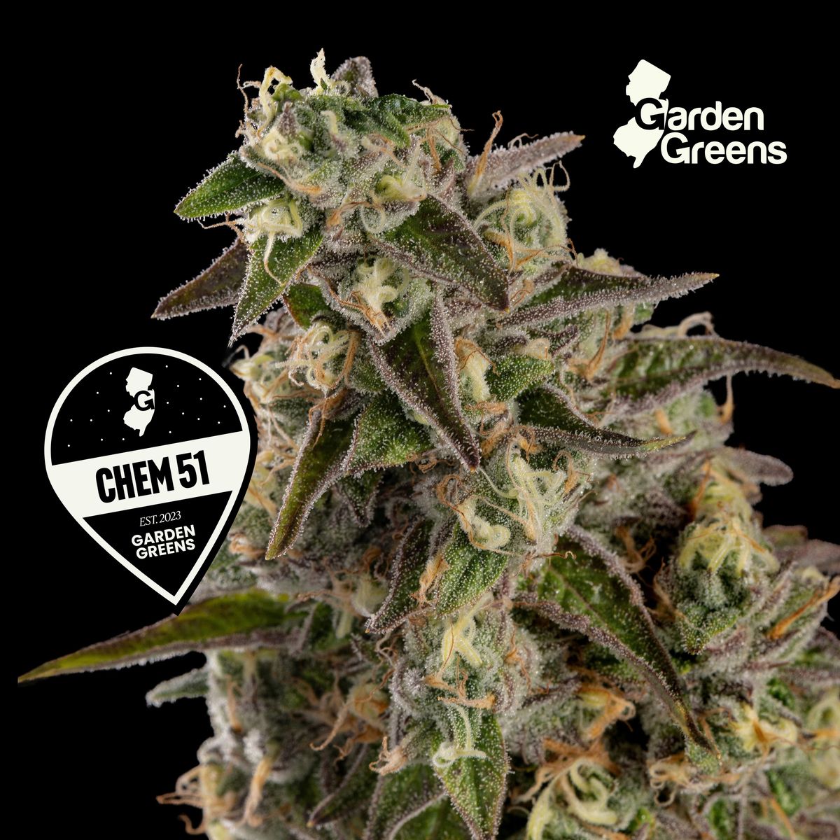 Chem 51 flower with its Garden Greens strain badge