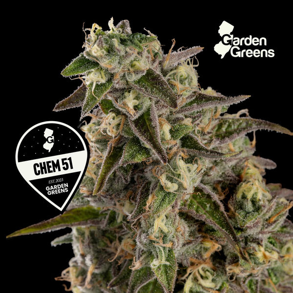 Chem 51 flower with its strain badge
