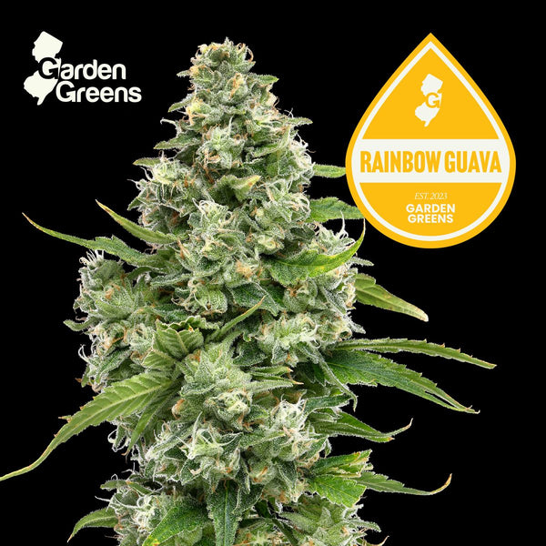 Rainbow Guava flower with its strain badge